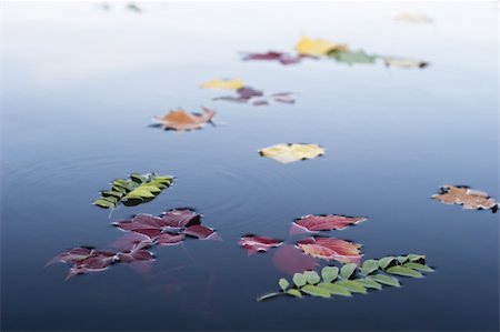 A few leaves on the water Stock Photo - Budget Royalty-Free & Subscription, Code: 400-04111327