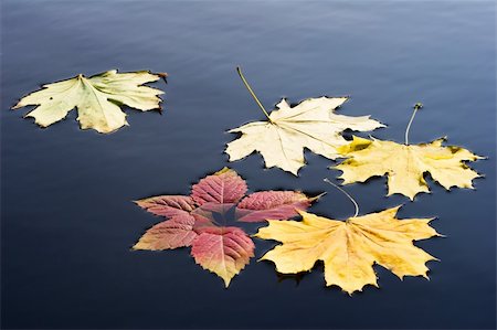 A few leaves on the water Stock Photo - Budget Royalty-Free & Subscription, Code: 400-04111328