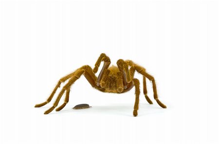 poux - Tarantula Rearing at Pill Bug Isolated on White Photographie de stock - Aubaine LD & Abonnement, Code: 400-04111836
