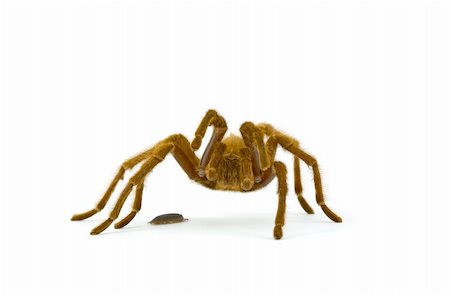 simsearch:400-04989239,k - Tarantula Rearing at Pill Bug Isolated on White Fotografie stock - Microstock e Abbonamento, Codice: 400-04111836