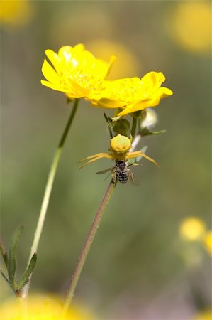 simsearch:400-07674888,k - Yellow Crab spider, Misumenoides formosipes, with prey under California buttercup Fotografie stock - Microstock e Abbonamento, Codice: 400-04111854