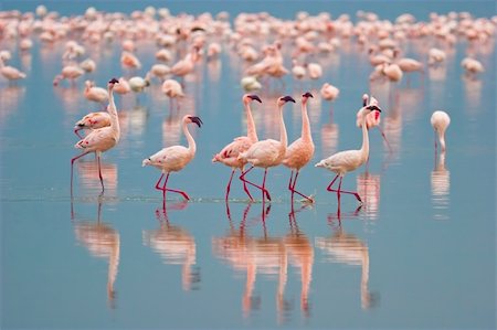 Flamingos at Nakuru Lake, Kenya. Photographie de stock - Aubaine LD & Abonnement, Code: 400-04111907