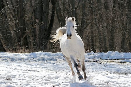simsearch:400-03962712,k - Skipping white horse on a background of a wood Photographie de stock - Aubaine LD & Abonnement, Code: 400-04111910