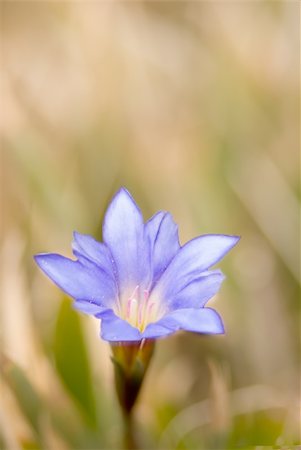 simsearch:400-04778886,k - It is beautiful blue flower called Gentiana arisanensis Hayata. Fotografie stock - Microstock e Abbonamento, Codice: 400-04112031
