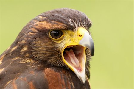 Harris Hawk screaming Stock Photo - Budget Royalty-Free & Subscription, Code: 400-04112877