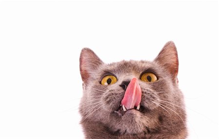 simsearch:400-04904022,k - Cat lick his nose isolated on white Stockbilder - Microstock & Abonnement, Bildnummer: 400-04113313