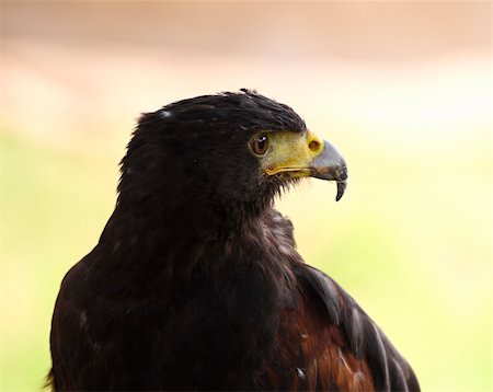 simsearch:400-03932355,k - fine close up portrait of hawk nature background Stock Photo - Budget Royalty-Free & Subscription, Code: 400-04113385