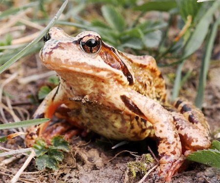 simsearch:400-05734049,k - Frog in the grass Stock Photo - Budget Royalty-Free & Subscription, Code: 400-04124403