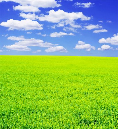 simsearch:400-04334269,k - Beautiful summer landscape. A green field, blue sky Foto de stock - Royalty-Free Super Valor e Assinatura, Número: 400-04124483