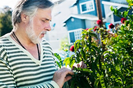 Portrait of a mature man working in the garden Stock Photo - Budget Royalty-Free & Subscription, Code: 400-04124754