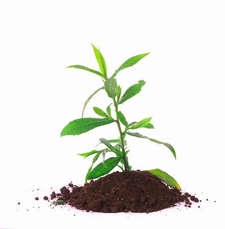 simsearch:400-04806477,k - Young plant in ground over white Stock Photo - Budget Royalty-Free & Subscription, Code: 400-04124807
