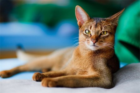 jeune chat abyssin en action Photographie de stock - Aubaine LD & Abonnement, Code: 400-04124895