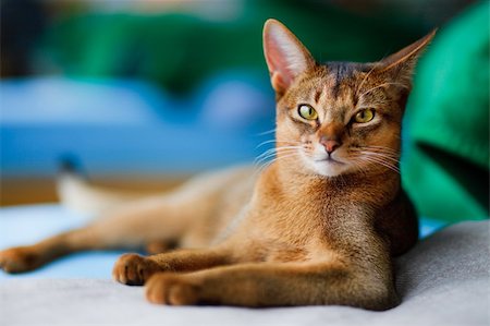 young Abyssinian cat in action Stock Photo - Budget Royalty-Free & Subscription, Code: 400-04124895