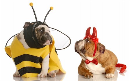 two english bulldogs dressed up as a bee and devil Fotografie stock - Microstock e Abbonamento, Codice: 400-04124898