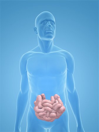 simsearch:400-06770547,k - 3d rendered illustration of a transparent male body with small intestines Fotografie stock - Microstock e Abbonamento, Codice: 400-04125545