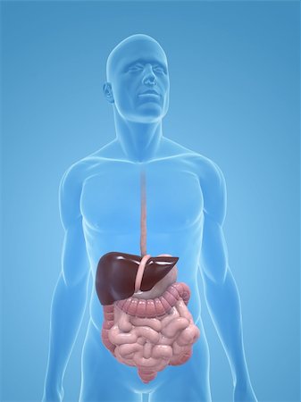 3d rendered illustration of a transparent male body with male digestive system Stock Photo - Budget Royalty-Free & Subscription, Code: 400-04125546