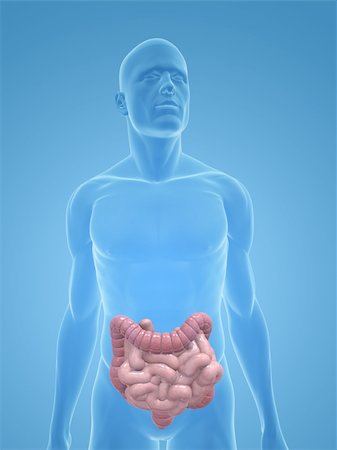 simsearch:400-06770547,k - 3d rendered illustration of a transparent male body with male colon and small intestines Stock Photo - Budget Royalty-Free & Subscription, Code: 400-04125547