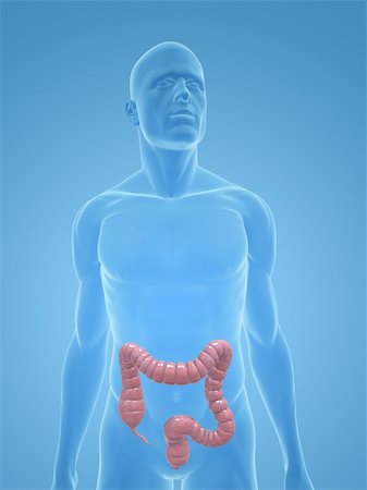 simsearch:400-06770547,k - 3d rendered illustration of a transparent male body with male colon Stock Photo - Budget Royalty-Free & Subscription, Code: 400-04125548