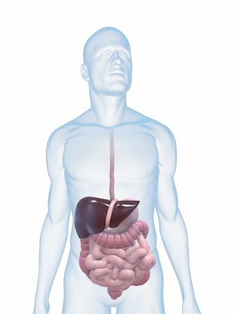 simsearch:400-06770547,k - 3d rendered illustration of a transparent male body with male digestive system Stock Photo - Budget Royalty-Free & Subscription, Code: 400-04125556