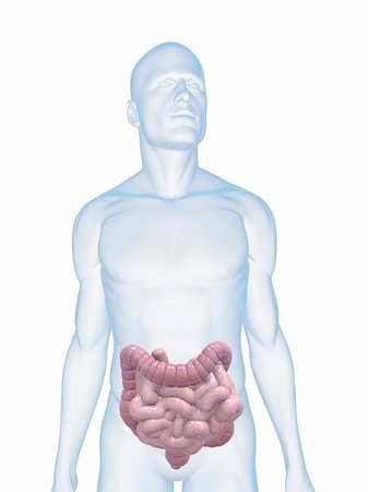 simsearch:400-06770547,k - 3d rendered illustration of a transparent male body with male colon and small intestines Stock Photo - Budget Royalty-Free & Subscription, Code: 400-04125557