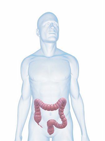 simsearch:400-06770547,k - 3d rendered illustration of a transparent male body with male colon Stock Photo - Budget Royalty-Free & Subscription, Code: 400-04125558