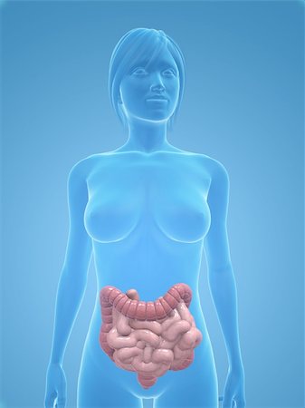 simsearch:400-06770547,k - 3d rendered illustration of a transparent female body with colon and small intestines Stock Photo - Budget Royalty-Free & Subscription, Code: 400-04125562