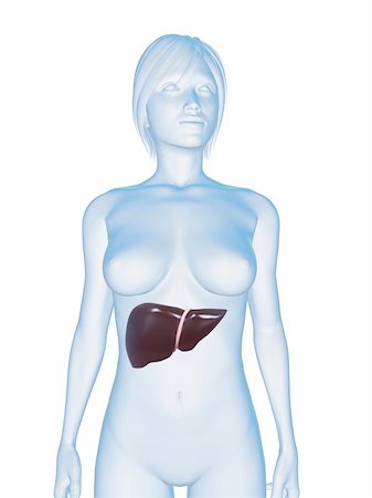 3d rendered illustration of a transparent female body with liver Stock Photo - Budget Royalty-Free & Subscription, Code: 400-04125575