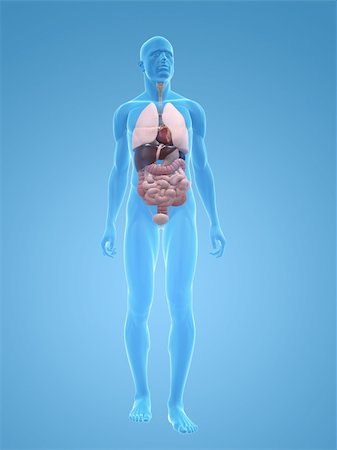3d rendered illustration of a transparent male body with male organs Stock Photo - Budget Royalty-Free & Subscription, Code: 400-04125576