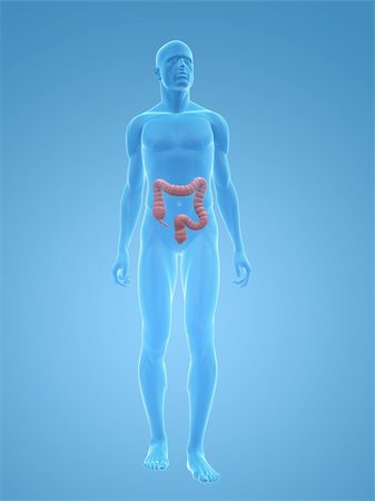 simsearch:400-06770547,k - 3d rendered illustration of a transparent male body with male colon Stock Photo - Budget Royalty-Free & Subscription, Code: 400-04125577