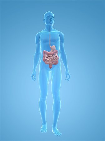 simsearch:400-06770547,k - 3d rendered illustration of a transparent male body with male digestive system Stock Photo - Budget Royalty-Free & Subscription, Code: 400-04125578