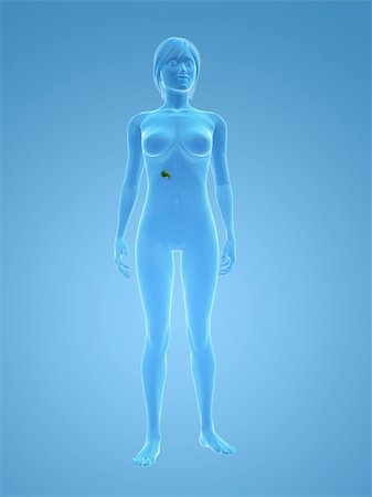 3d rendered illustration of a transparent female body with gallbladder Stock Photo - Budget Royalty-Free & Subscription, Code: 400-04125585