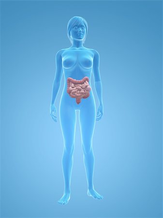 simsearch:400-06770547,k - 3d rendered illustration of a transparent female body with colon and small intestines Stock Photo - Budget Royalty-Free & Subscription, Code: 400-04125586
