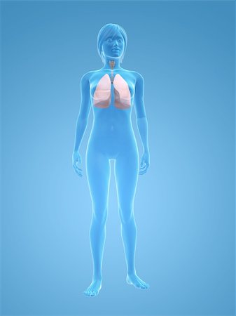 3d rendered illustration of a transparent female body with lung Stock Photo - Budget Royalty-Free & Subscription, Code: 400-04125589