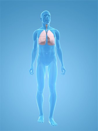 3d rendered illustration of a transparent male body with lung Stock Photo - Budget Royalty-Free & Subscription, Code: 400-04125580