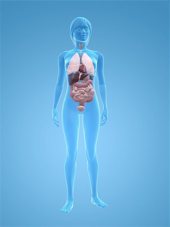 simsearch:400-06770547,k - 3d rendered illustration of a transparent female body with organs Stock Photo - Budget Royalty-Free & Subscription, Code: 400-04125582