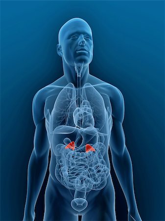 simsearch:400-04069227,k - 3D gerenderten Abbildung eines transparenten männlichen Körpers mit hervorgehobenen Nebennieren Stockbilder - Microstock & Abonnement, Bildnummer: 400-04125614