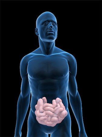 simsearch:400-06770547,k - 3d rendered illustration of a transparent male body with small intestines Stock Photo - Budget Royalty-Free & Subscription, Code: 400-04125625