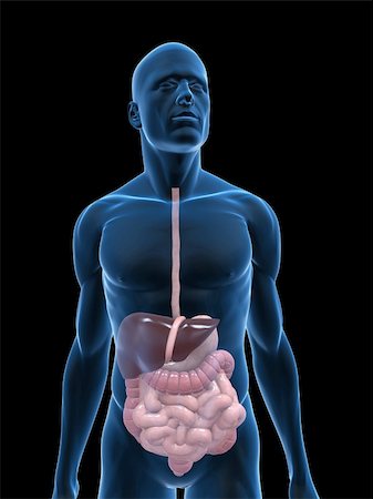 simsearch:400-06770547,k - illustration de rendu 3D d'un corps masculin transparente avec le système digestif hommes Photographie de stock - Aubaine LD & Abonnement, Code: 400-04125626