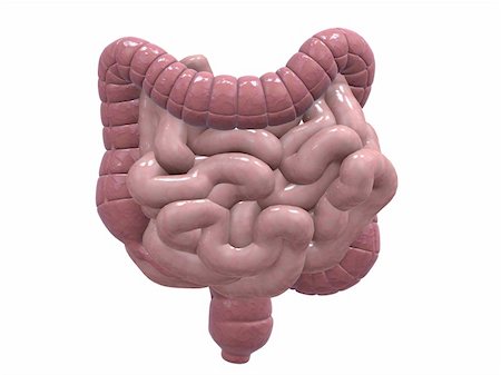 3d rendered illustration of human colon and small intestines Stock Photo - Budget Royalty-Free & Subscription, Code: 400-04125645