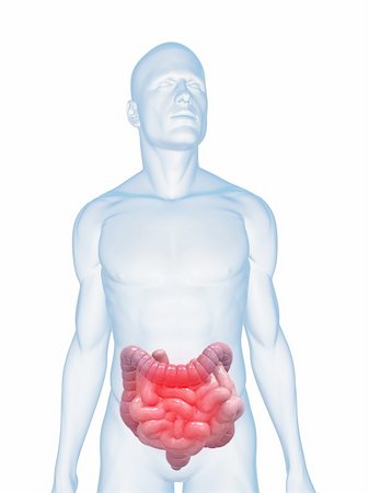 simsearch:400-04163509,k - 3d rendered illustration of a transparent male body with highlighted colon and small intestines Fotografie stock - Microstock e Abbonamento, Codice: 400-04125647