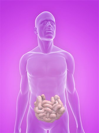 simsearch:400-06770547,k - 3d rendered illustration of a transparent male body with small intestines Fotografie stock - Microstock e Abbonamento, Codice: 400-04125658