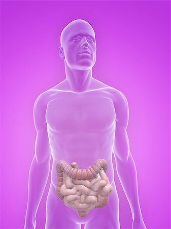 simsearch:400-06770547,k - 3d rendered illustration of a transparent male body with male colon and small intestines Stock Photo - Budget Royalty-Free & Subscription, Code: 400-04125659