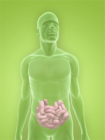 simsearch:400-06770547,k - 3d rendered illustration of a transparent male body with small intestines Fotografie stock - Microstock e Abbonamento, Codice: 400-04125651