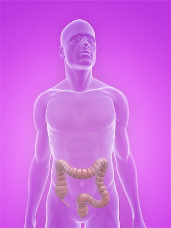 simsearch:400-06770547,k - 3d rendered illustration of a transparent male body with male colon Stock Photo - Budget Royalty-Free & Subscription, Code: 400-04125660