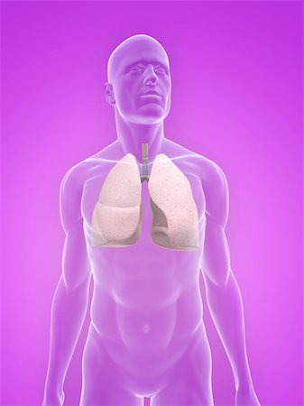 3d rendered illustration of a transparent male body with lung Stock Photo - Budget Royalty-Free & Subscription, Code: 400-04125662