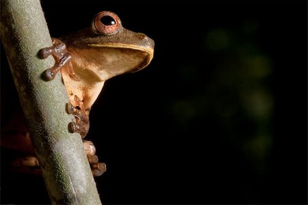 simsearch:400-05243274,k - tree frog hypsiboas geograficus at night in the Bolivian jungle Fotografie stock - Microstock e Abbonamento, Codice: 400-04125713