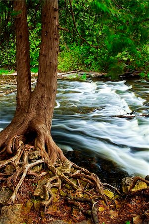 simsearch:400-04452321,k - Water rushing by tree in river rapids in Ontario Canada Fotografie stock - Microstock e Abbonamento, Codice: 400-04126155