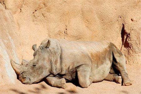 Rhinoceros having a rest on warm orange clay floor Stock Photo - Budget Royalty-Free & Subscription, Code: 400-04126471