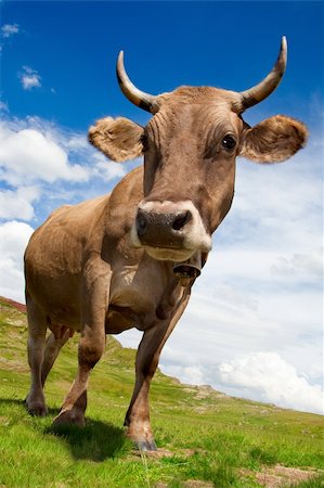 simsearch:400-08495148,k - Closeup photo of a cow in a meadow. It's  a sunny day with some clouds. Stock Photo - Budget Royalty-Free & Subscription, Code: 400-04126571