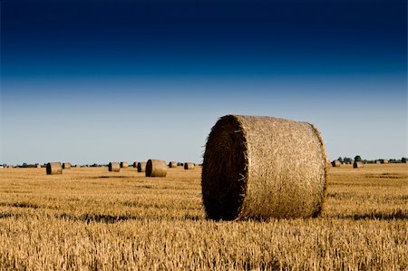 Golden Hay Bales Stock Photo - Budget Royalty-Free & Subscription, Code: 400-04126810